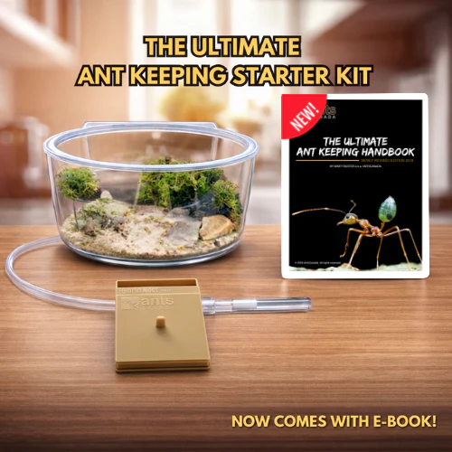 The Ultimate  Ant Keeping Starter Kit