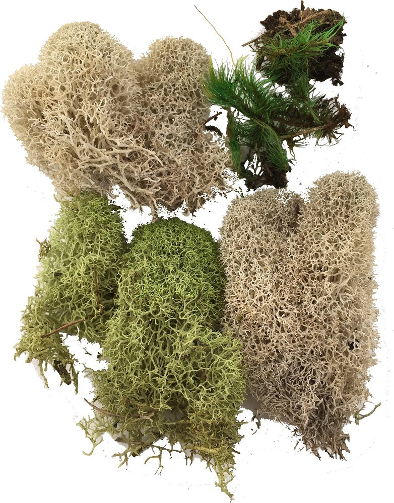 Rainforest Biome Kit™ - Image 3
